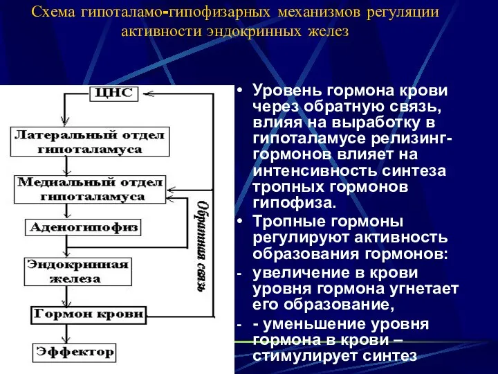 Схема гипоталамо-гипофизарных механизмов регуляции активности эндокринных желез Уровень гормона крови через