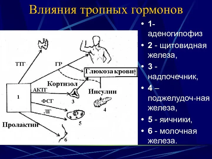 Влияния тропных гормонов 1- аденогипофиз 2 - щитовидная железа, 3 -