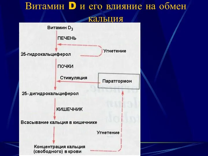 Витамин D и его влияние на обмен кальция