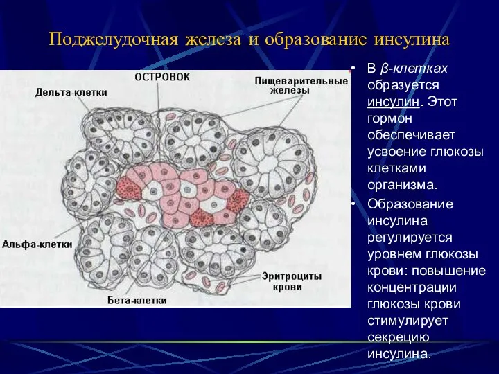 Поджелудочная железа и образование инсулина В β-клетках образуется инсулин. Этот гормон