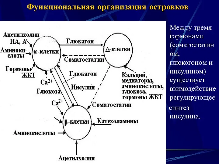 Функциональная организация островков Между тремя гормонами (соматостатином, глюкогоном и инсулином) существует взимодействиерегулирующее синтез инсулина.