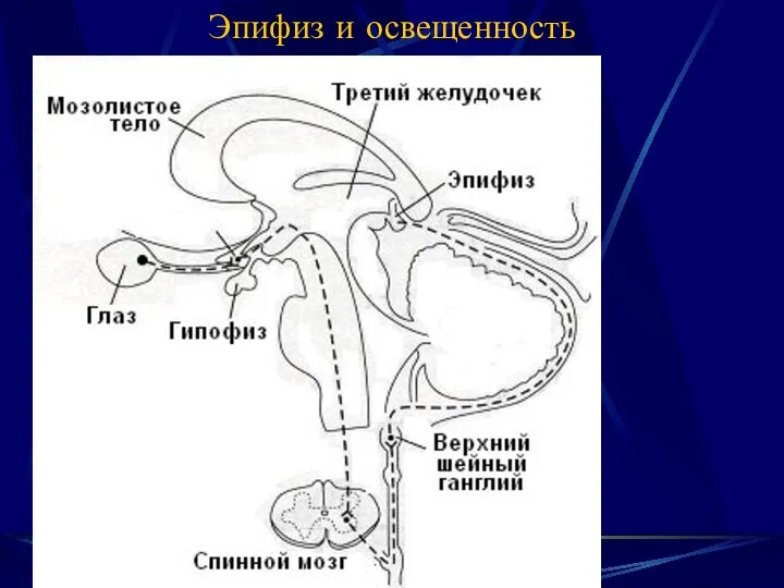 Эпифиз и освещенность