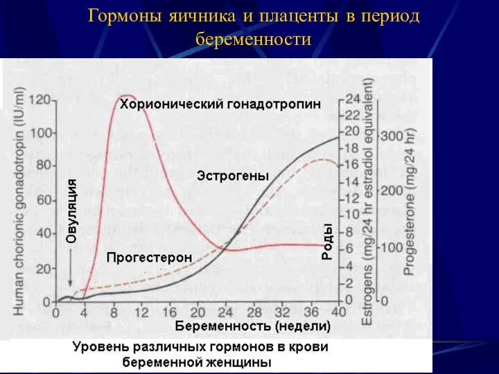 Гормоны яичника и плаценты в период беременности