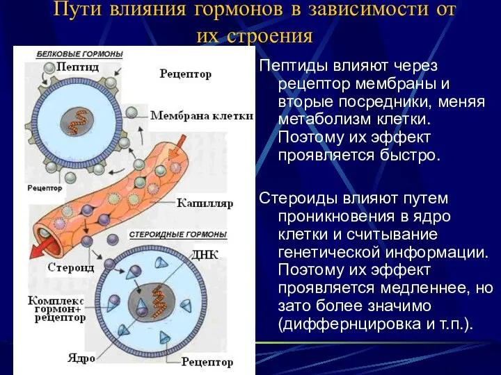 Пути влияния гормонов в зависимости от их строения Пептиды влияют через