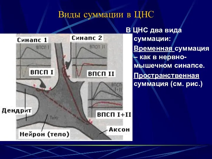 Виды суммации в ЦНС В ЦНС два вида суммации: Временная суммация