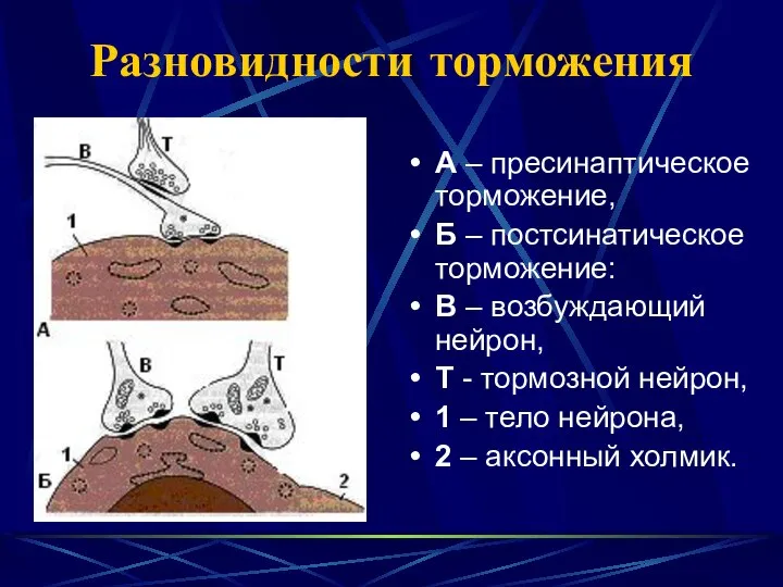 Разновидности торможения А – пресинаптическое торможение, Б – постсинатическое торможение: В