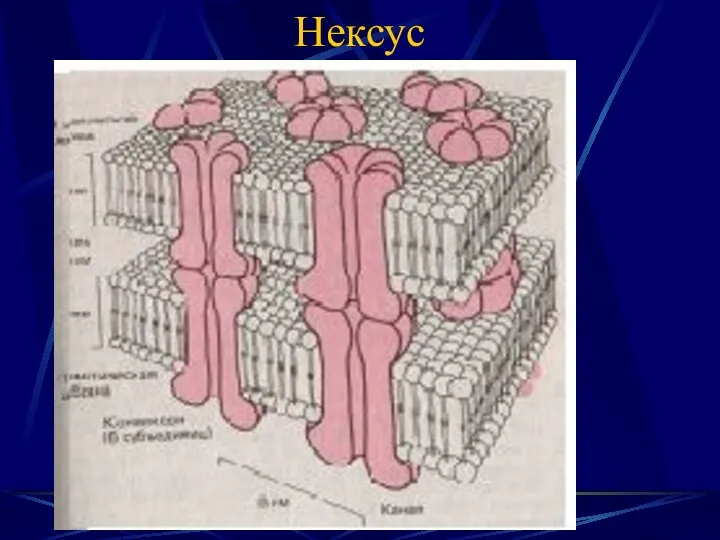 Нексус