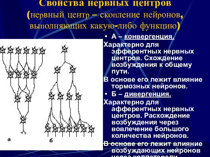 Свойства нервных центров (нервный центр – скопление нейронов, выполняющих какую-либо функцию)