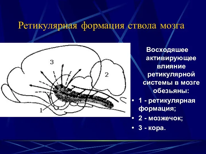 Ретикулярная формация ствола мозга Восходяшее активирующее влияние ретикулярной системы в мозге