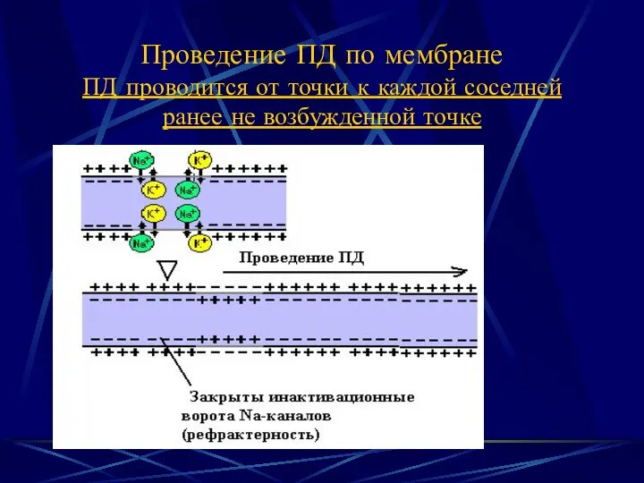 Проведение ПД по мембране ПД проводится от точки к каждой соседней ранее не возбужденной точке