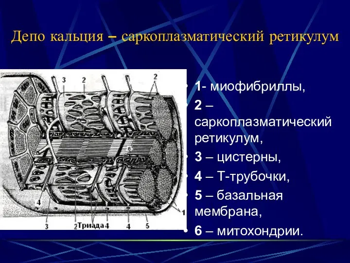 Депо кальция – саркоплазматический ретикулум 1- миофибриллы, 2 – саркоплазматический ретикулум,