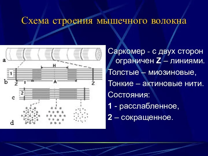 Схема строения мышечного волокна Саркомер - с двух сторон ограничен Z