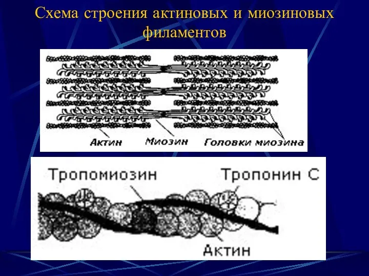 Схема строения актиновых и миозиновых филаментов