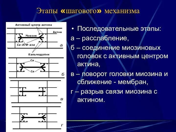 Этапы «шагового» механизма Последовательные этапы: а – расслабление, б – соединение