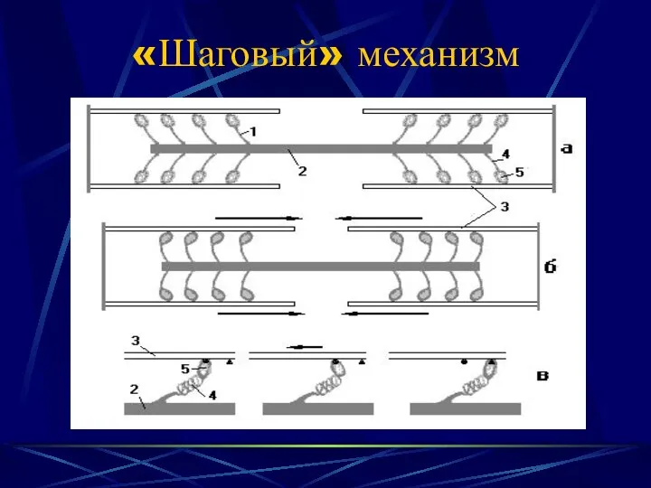 «Шаговый» механизм