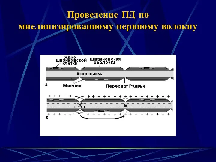 Проведение ПД по миелинизированному нервному волокну