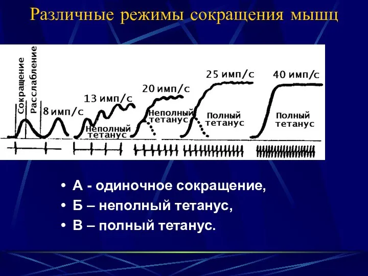 Различные режимы сокращения мышц А - одиночное сокращение, Б – неполный тетанус, В – полный тетанус.