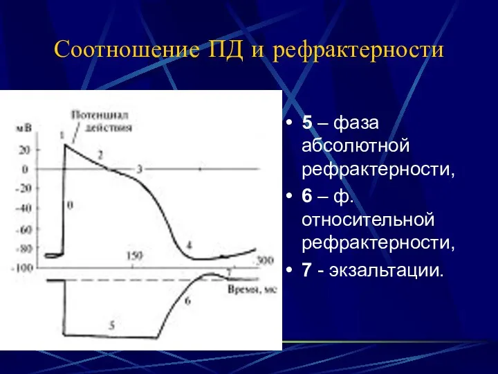 Соотношение ПД и рефрактерности 5 – фаза абсолютной рефрактерности, 6 –