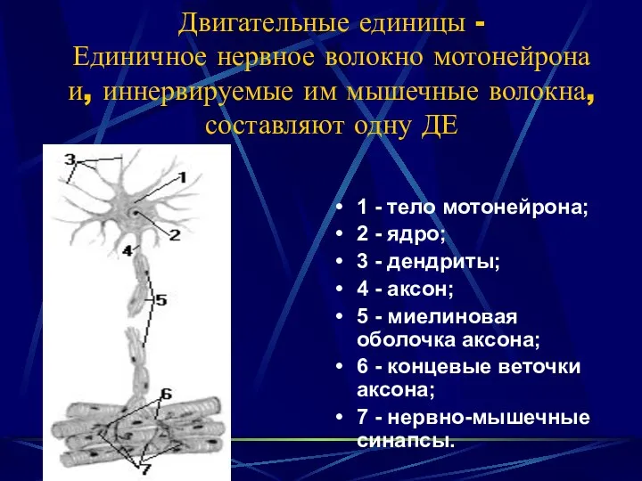 Двигательные единицы - Единичное нервное волокно мотонейрона и, иннервируемые им мышечные