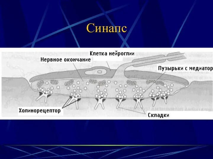 Синапс