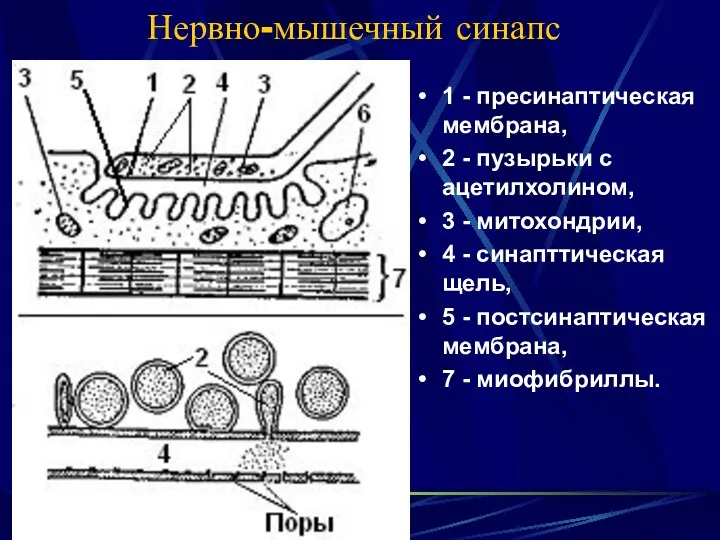 Нервно-мышечный синапс 1 - пресинаптическая мембрана, 2 - пузырьки с ацетилхолином,