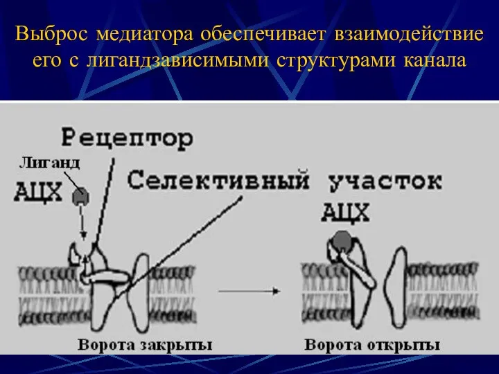 Выброс медиатора обеспечивает взаимодействие его с лигандзависимыми структурами канала