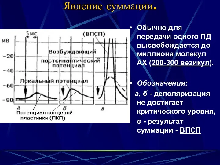 Явление суммации. Обычно для передачи одного ПД высвобождается до миллиона молекул