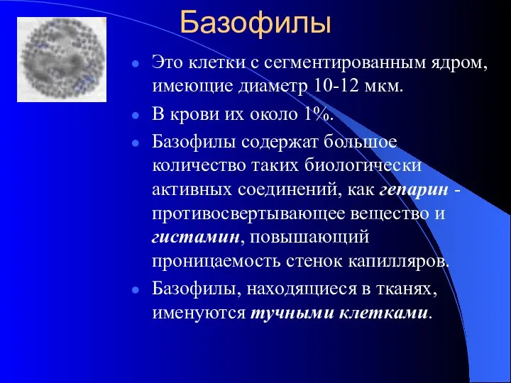 Базофилы Это клетки с сегментированным ядром, имеющие диаметр 10-12 мкм. В