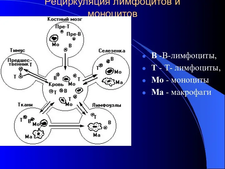 Рециркуляция лимфоцитов и моноцитов В -В-лимфоциты, Т - Т- лимфоциты, Мо - моноциты Ма - макрофаги