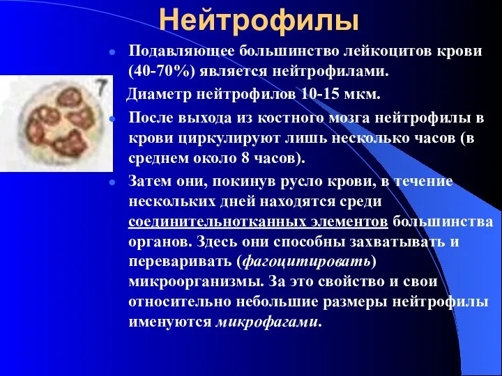 Нейтрофилы Подавляющее большинство лейкоцитов крови (40-70%) является нейтрофилами. Диаметр нейтрофилов 10-15