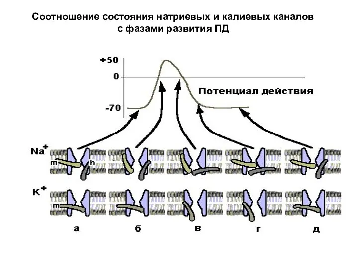 Соотношение состояния натриевых и калиевых каналов с фазами развития ПД