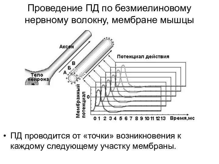 Проведение ПД по безмиелиновому нервному волокну, мембране мышцы ПД проводится от