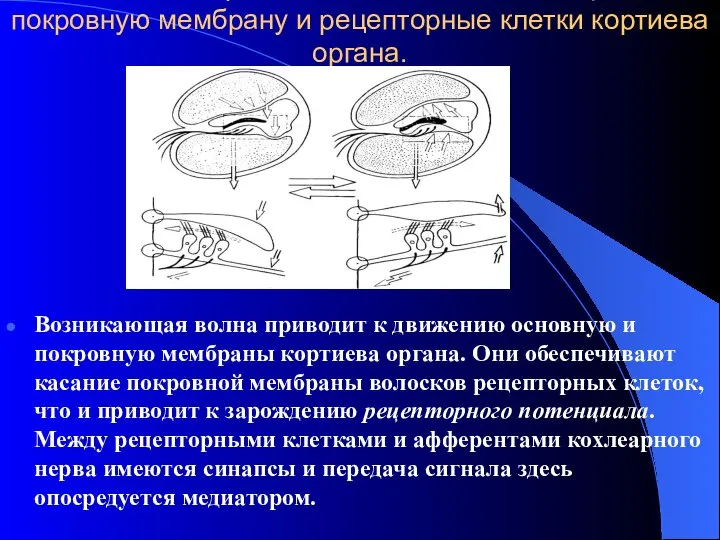 Механизм передачи колебаний эндолимфы на покровную мембрану и рецепторные клетки кортиева