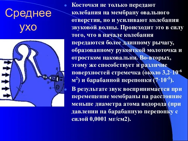 Среднее ухо Косточки не только передают колебания на мембрану овального отверстия,