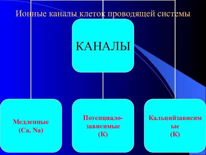 Ионные каналы клеток проводящей системы