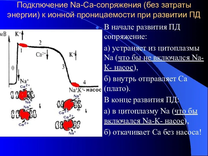 Подключение Nа-Са-сопряжения (без затраты энергии) к ионной проницаемости при развитии ПД