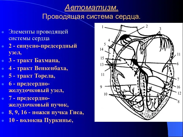 Автоматизм. Проводящая система сердца. Элементы проводящей системы сердца 2 - синусно-предсердный