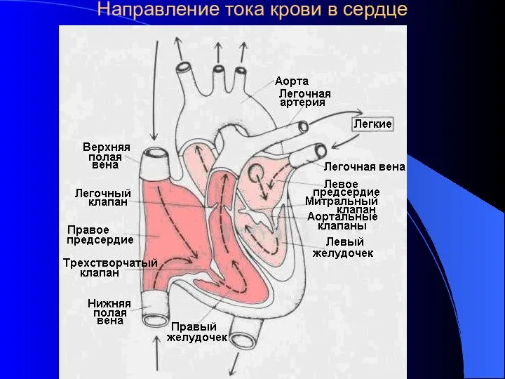 Направление тока крови в сердце