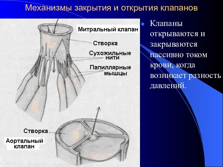 Механизмы закрытия и открытия клапанов Клапаны открываются и закрываются пассивно током крови, когда возникает разность давлений.