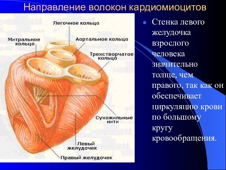 Направление волокон кардиомиоцитов Стенка левого желудочка взрослого человека значительно толще, чем