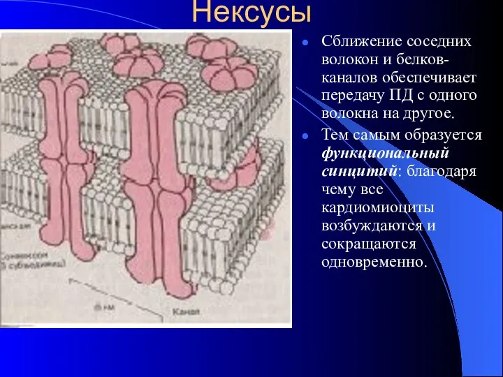 Нексусы Сближение соседних волокон и белков-каналов обеспечивает передачу ПД с одного