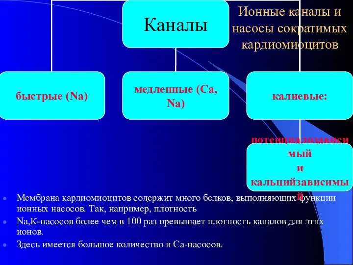 Ионные каналы и насосы сократимых кардиомиоцитов Мембрана кардиомиоцитов содержит много белков,