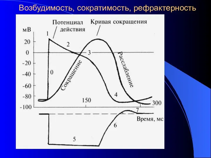 Возбудимость, сократимость, рефрактерность