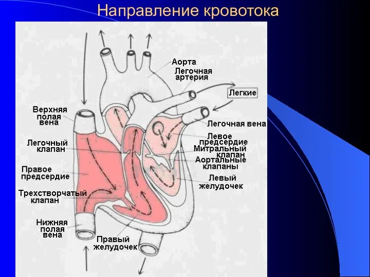 Направление кровотока