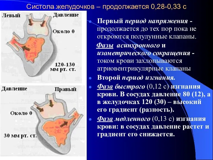 Систола желудочков – продолжается 0,28-0,33 с Первый период напряжения -продолжается до