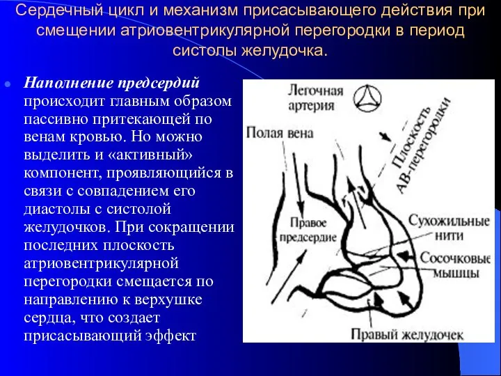 Сердечный цикл и механизм присасывающего действия при смещении атриовентрикулярной перегородки в