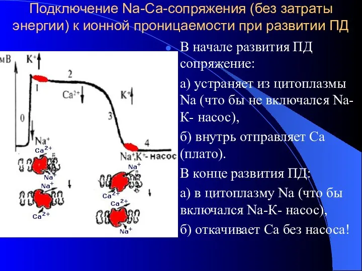 Подключение Nа-Са-сопряжения (без затраты энергии) к ионной проницаемости при развитии ПД