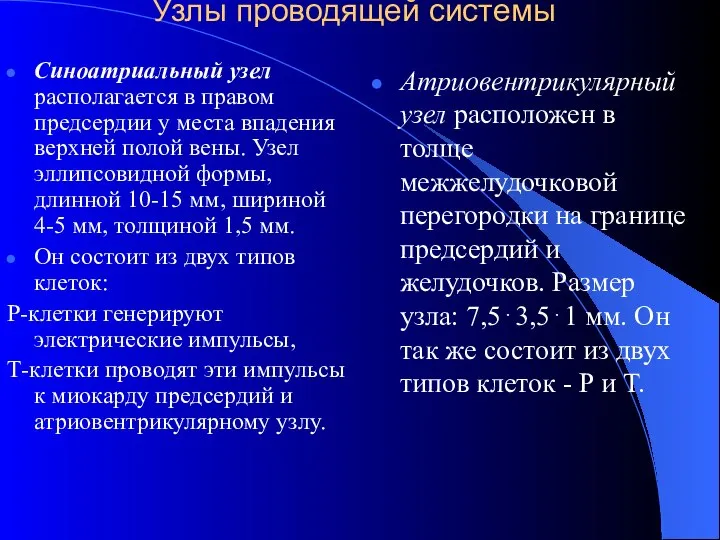 Узлы проводящей системы Синоатриальный узел располагается в правом предсердии у места