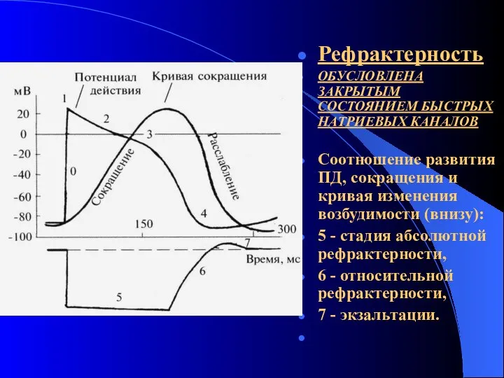 Рефрактерность ОБУСЛОВЛЕНА ЗАКРЫТЫМ СОСТОЯНИЕМ БЫСТРЫХ НАТРИЕВЫХ КАНАЛОВ Соотношение развития ПД, сокращения