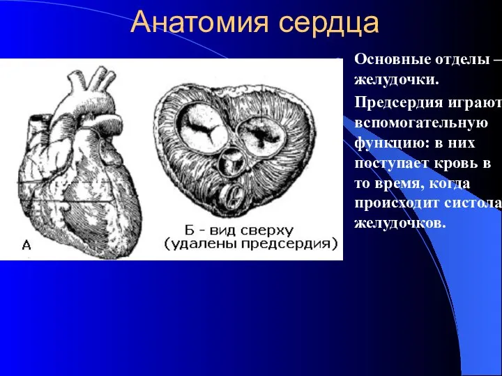 Анатомия сердца Основные отделы – желудочки. Предсердия играют вспомогательную функцию: в